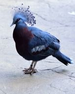 Fan Crowned Pigeon