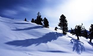 snowy tree in the mountains