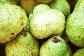 yield of green pears