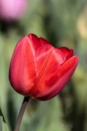 Macro Picture of red tulip