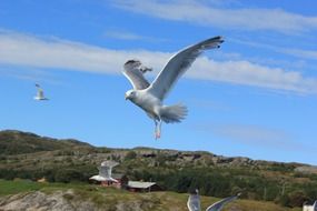 foraging seagulls in the North Sea