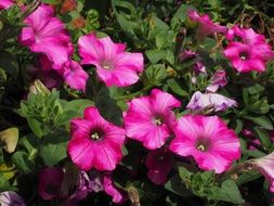 bush of the Rose petunia