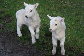 little lambs