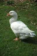 White goose on green grass