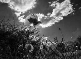 poppies on a meadow in black and white
