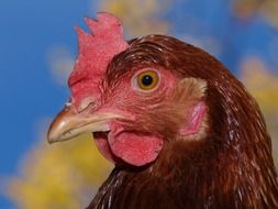 brown hen head close up