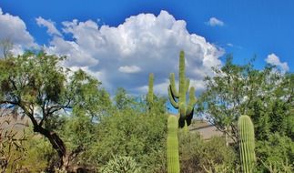 Picturesque desert landscape with plants in Arizona