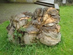 wood root