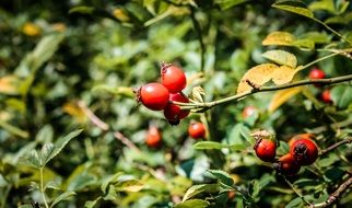 ripe rosehips on a bush close-up on a blurred background