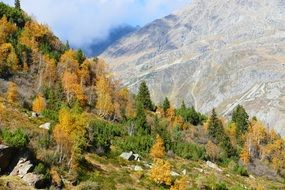 colored trees in mountains in autumn