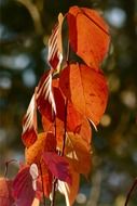 red foliage