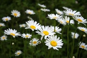 macro photo of field of spring daisies