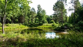 forest lake in Bad Waldsee