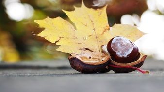 autumn decoration in nature