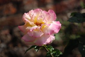 Pink rose plant blossomes in nature