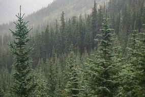 Green tree in the forest near the mountains