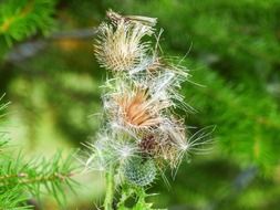 closeup picture of wilted thistle in nature