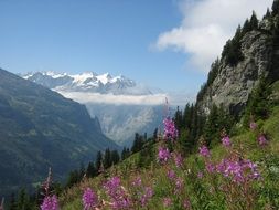 beautiful tranquil alpine landscape