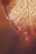 raindrops on autumn leaf