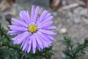 purple flower with water drops