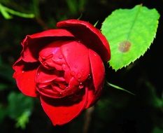 Close-up of the beautiful blossoming red rose with green leaves in light
