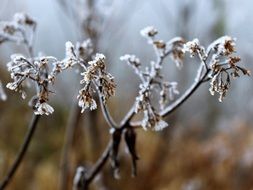 frost nature