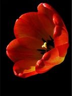 open red tulip on the black background