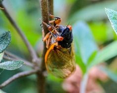 cicadoidea insect on a blurred background