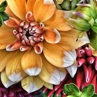 Colorful dahlias