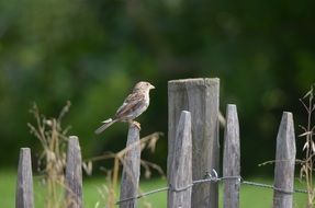 bird on the fence