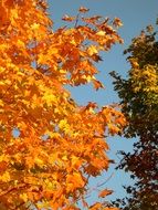 tree with yellow leaves near the tree with green leaves