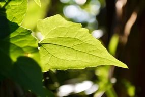 gahala vine leaf back lit