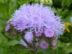 Close-up of the beautiful purple thistle flowers among the leaves