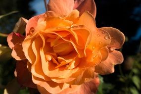 orange rose flower with water drops blossom in the garden