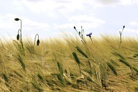 Cereals on a field