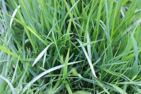 green blades of grass close up