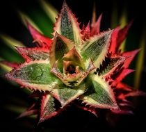 spiny red green plant