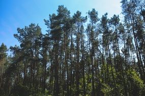 clear sky over a green forest