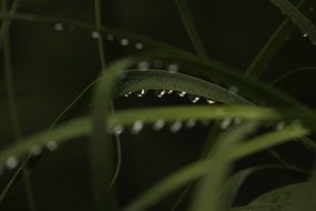 leaves wet water