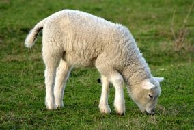 lamb eating spring grass