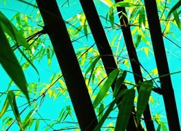 Bamboo near the water