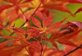 beautiful red leaves of japanese maple