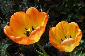 The value of yellow tulips in the garden