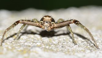 Spider on the stone close up