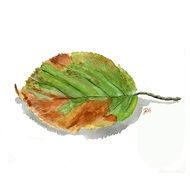 green brown leaf autumn