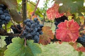 Blue grapes in the garden