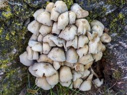 small white mushrooms