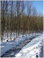 forest creek in wintertime