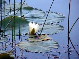 breathtaking lilies blossom