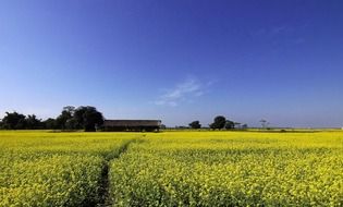 yellow field of mustard